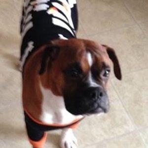 Meet your Posher, Gi